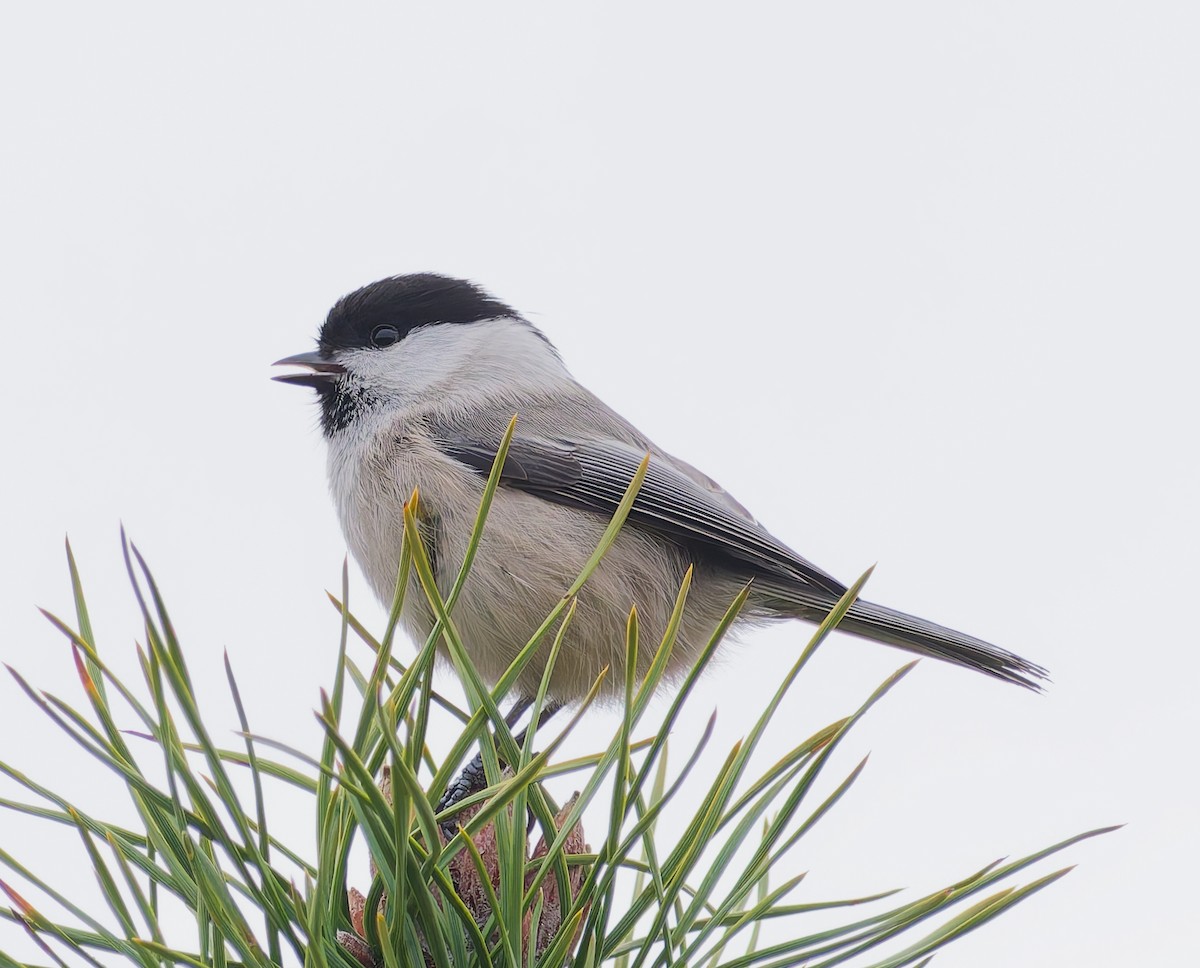 Пухляк - ML645059443