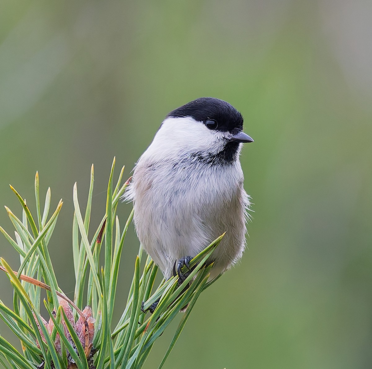 Пухляк - ML645059444