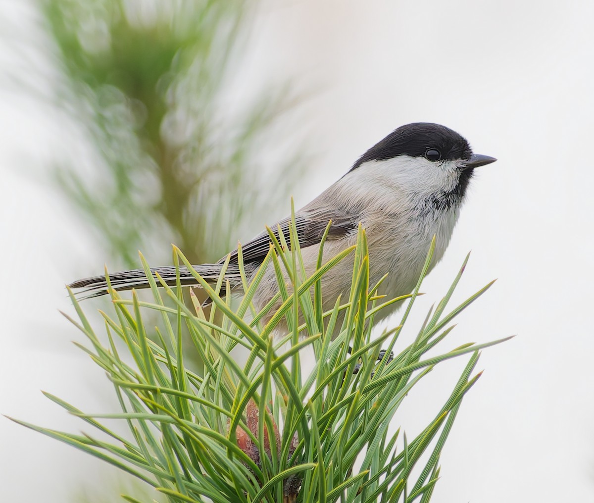 Пухляк - ML645059445