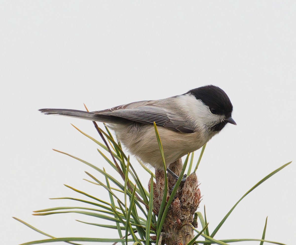 Пухляк - ML645059446