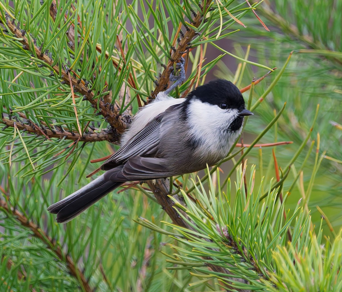 Пухляк - ML645059447