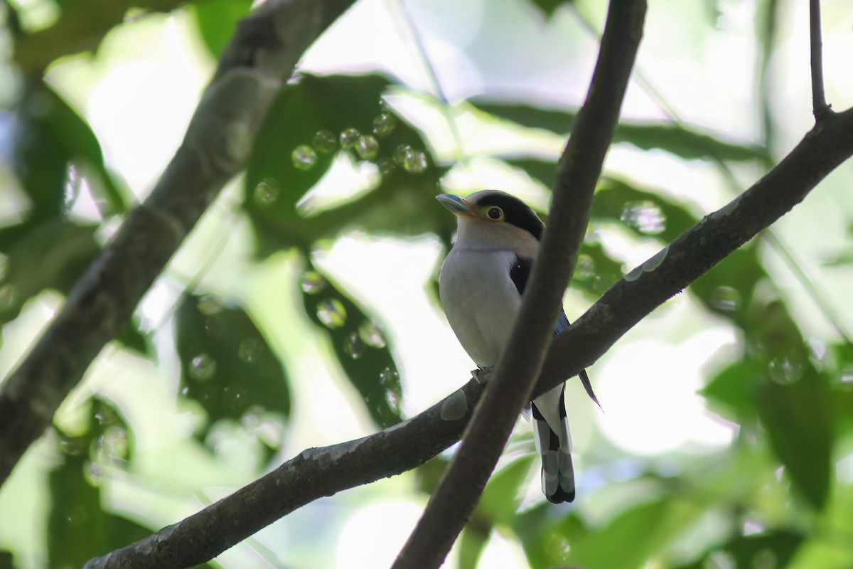 Рогодзьоб синьокрилий - ML645059449