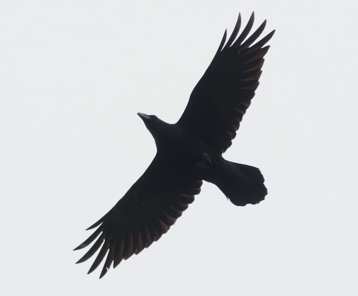 Cuervo Grande - ML645059450