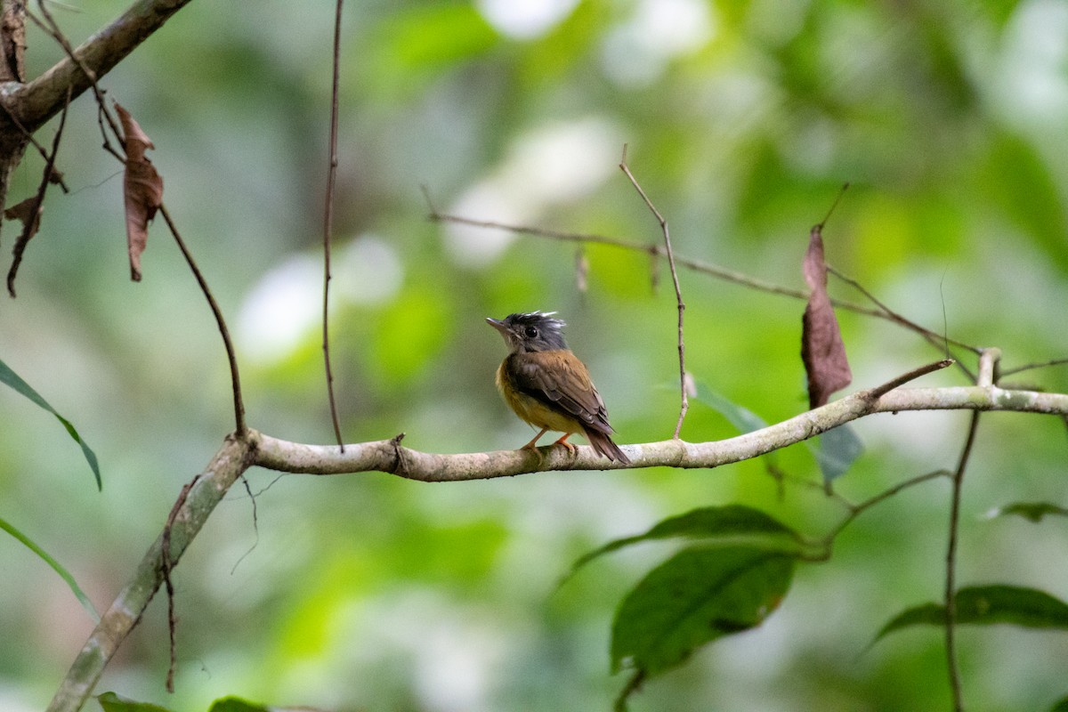White-crested Spadebill - ML645059459