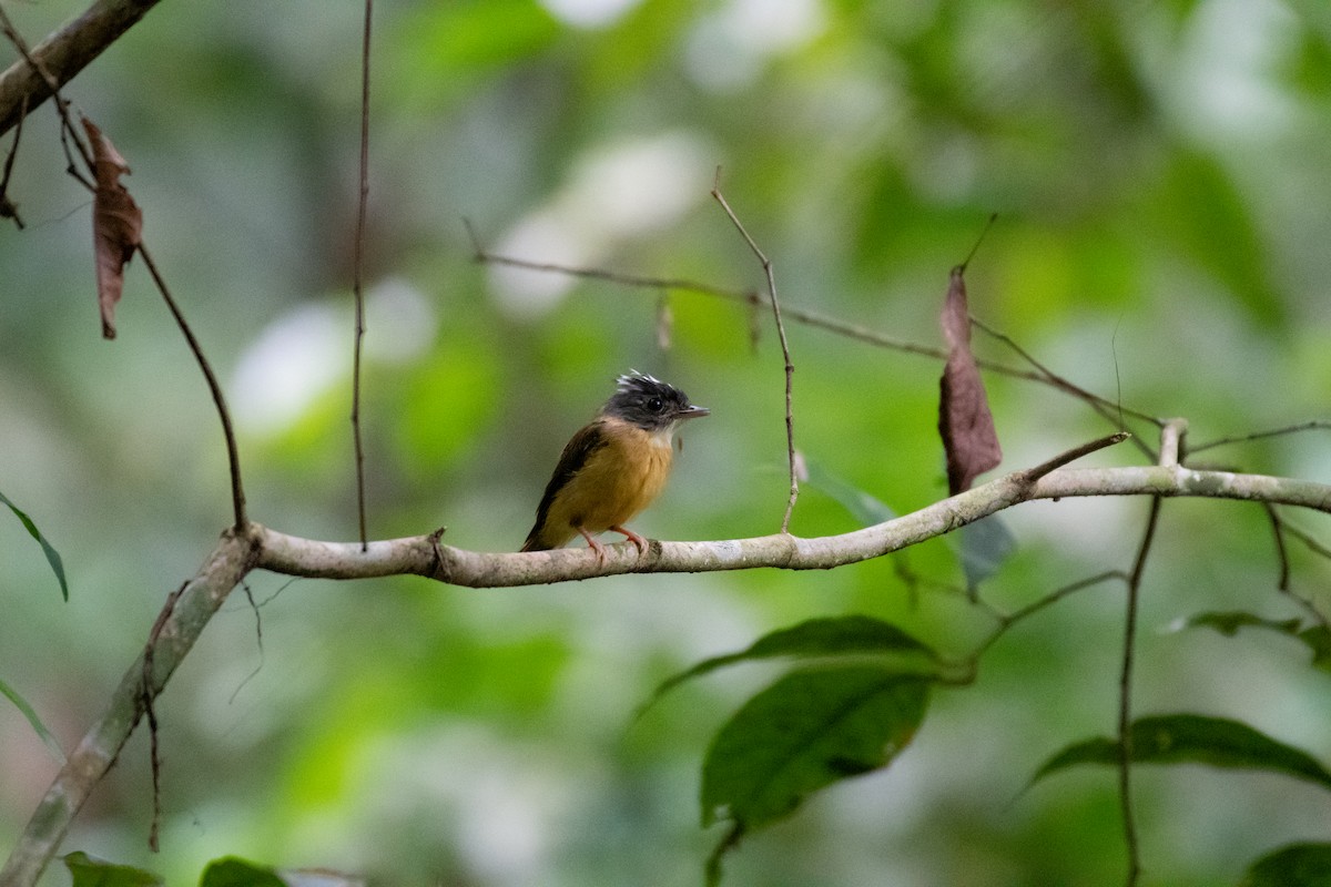 White-crested Spadebill - ML645059460