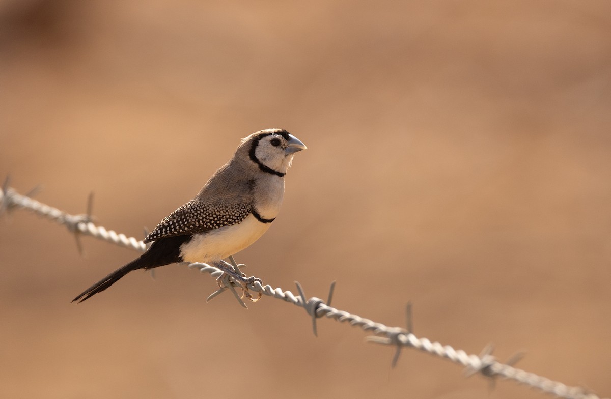 Double-barred Finch - ML645059494
