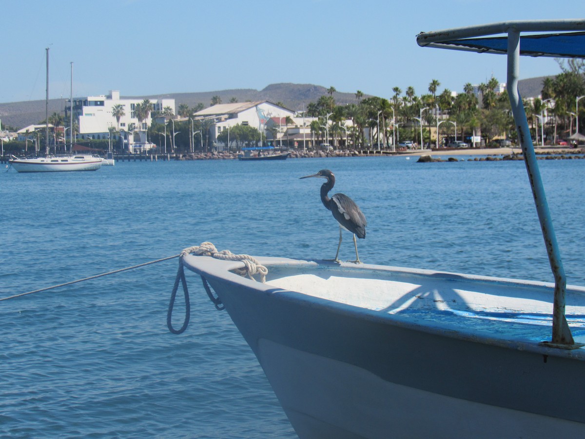 Tricolored Heron - ML645059503