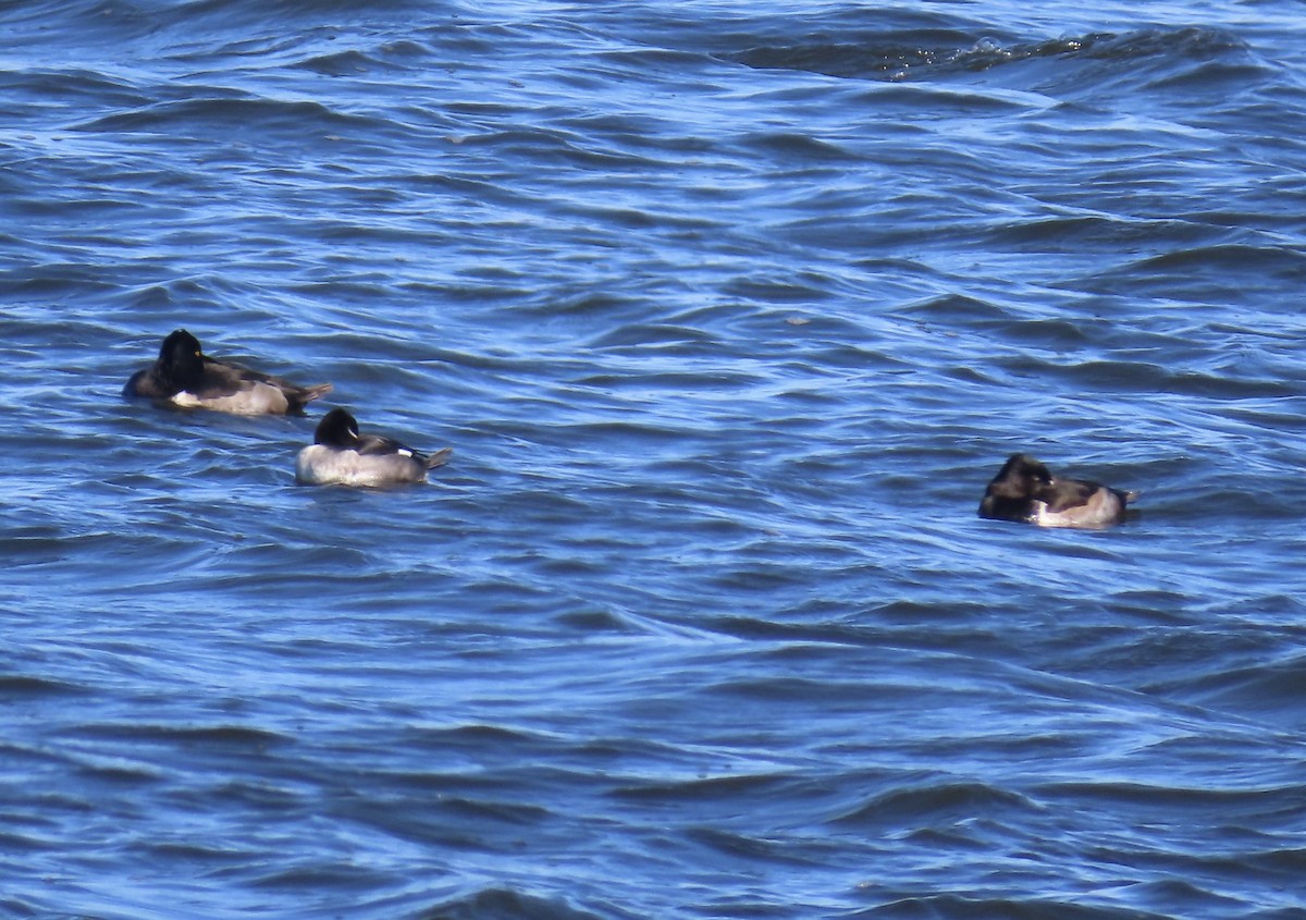 Ring-necked Duck - ML645059525