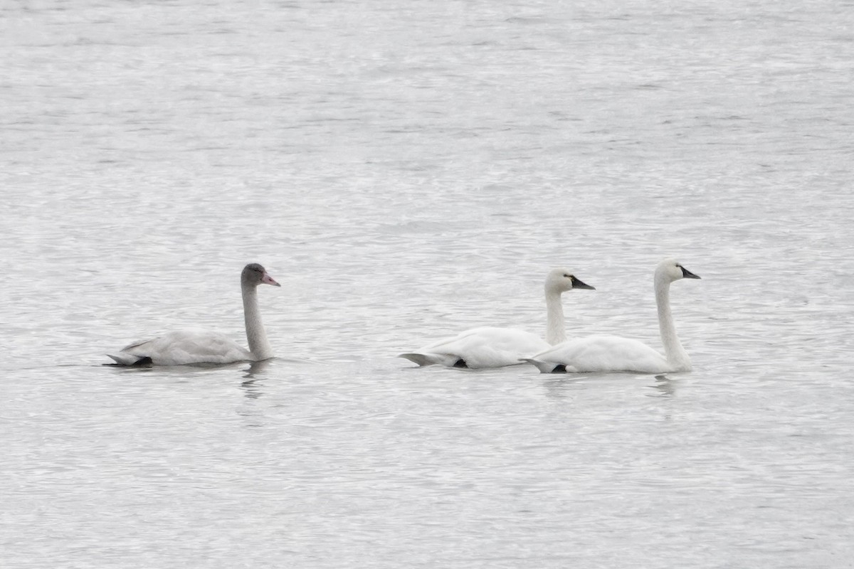 Tundra Swan - ML645059526