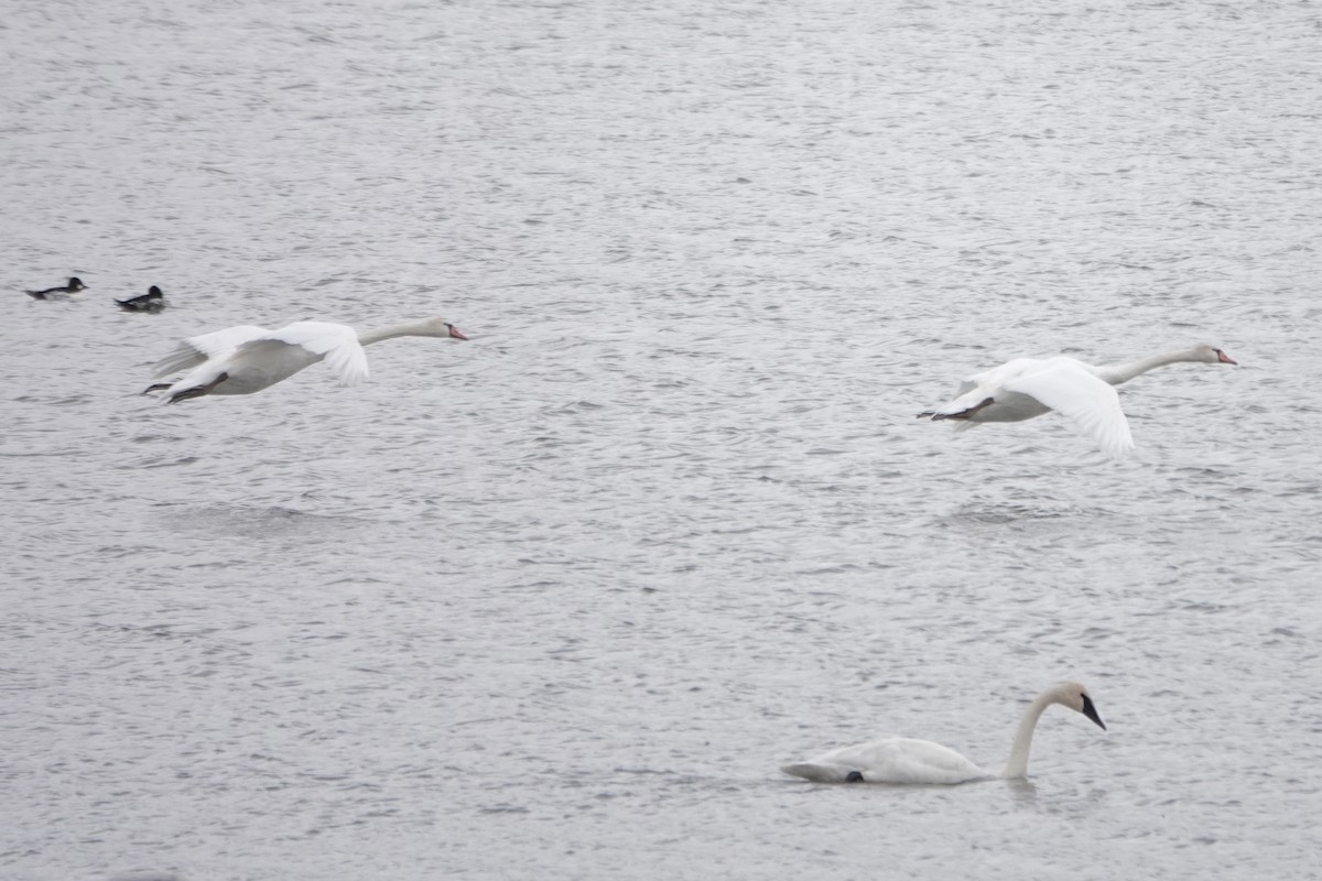 Mute Swan - ML645059538
