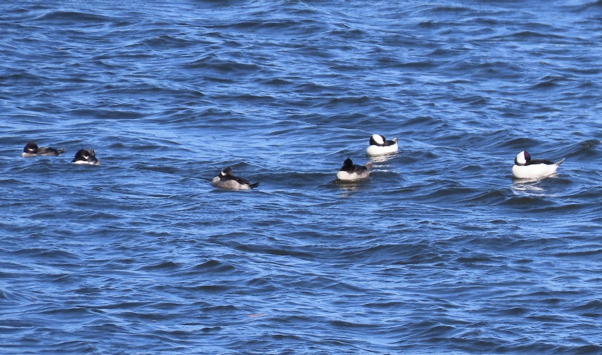Bufflehead - ML645059544