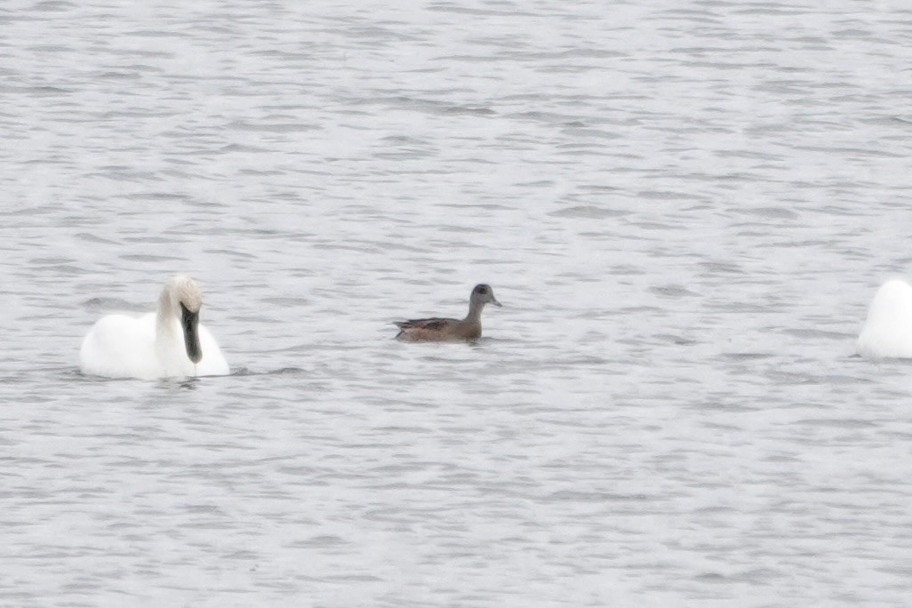 American Wigeon - ML645059545