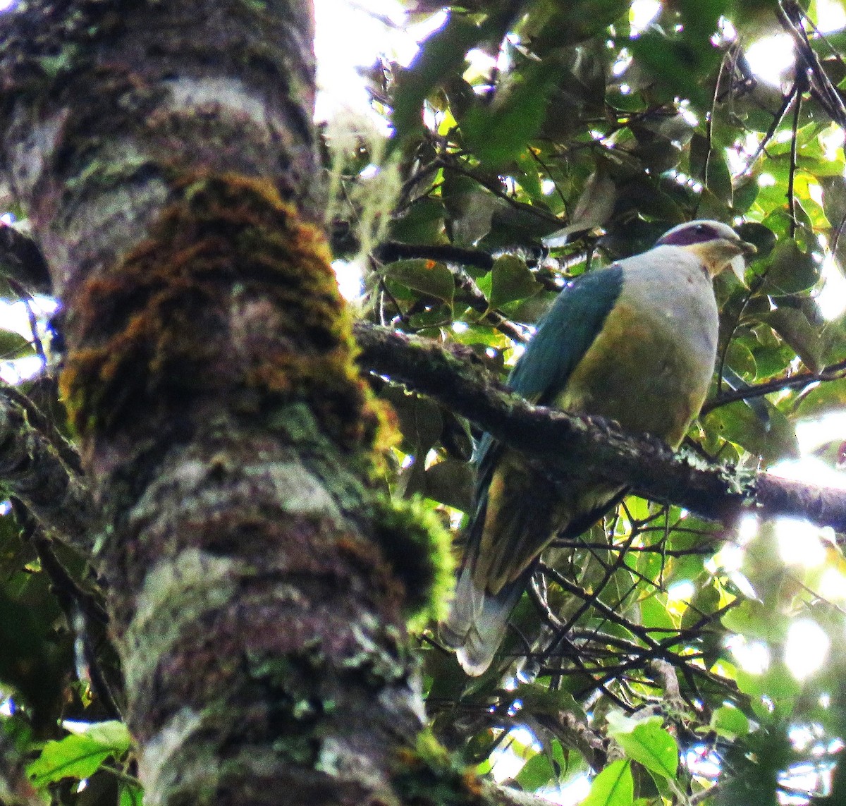 holub rudouchý - ML645059546