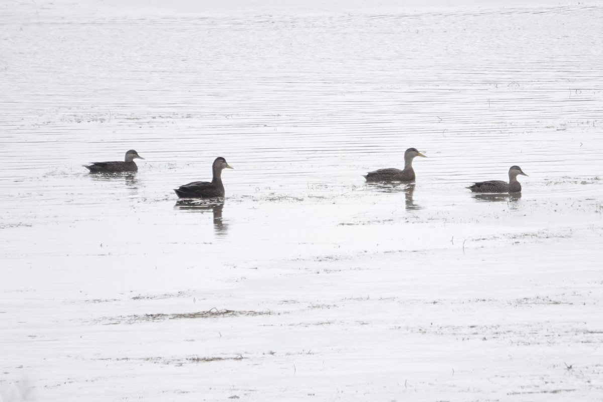 American Black Duck - ML645059549