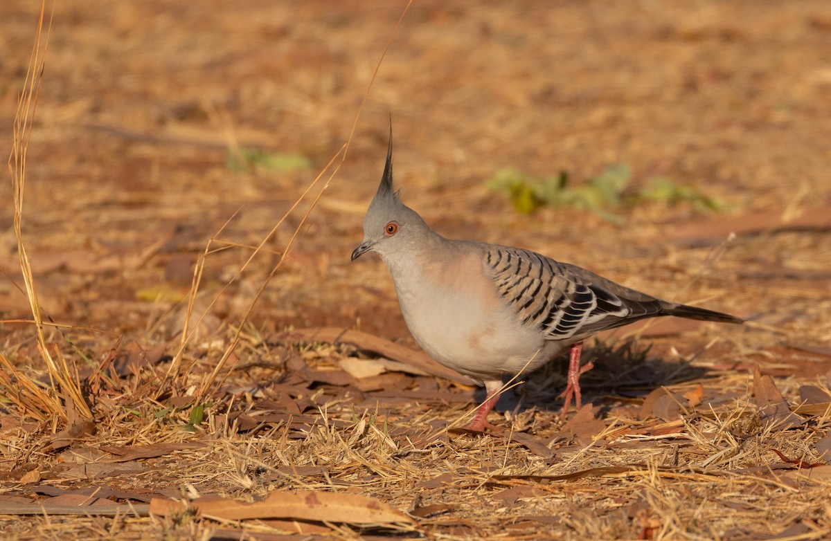 Crested Pigeon - ML645059550