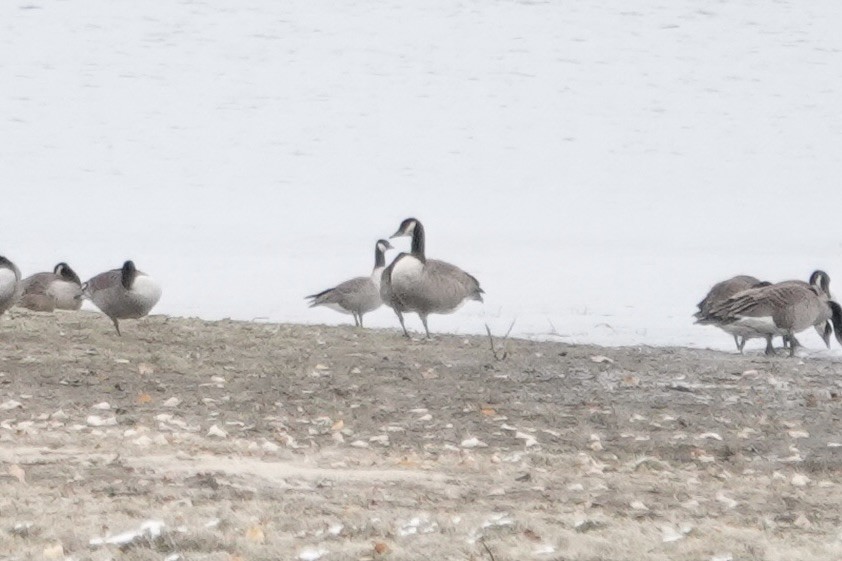 Cackling Goose - ML645059554