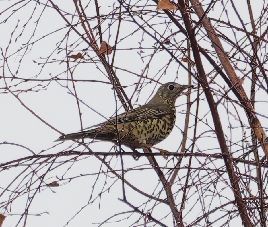 槲鶇 - ML645059555