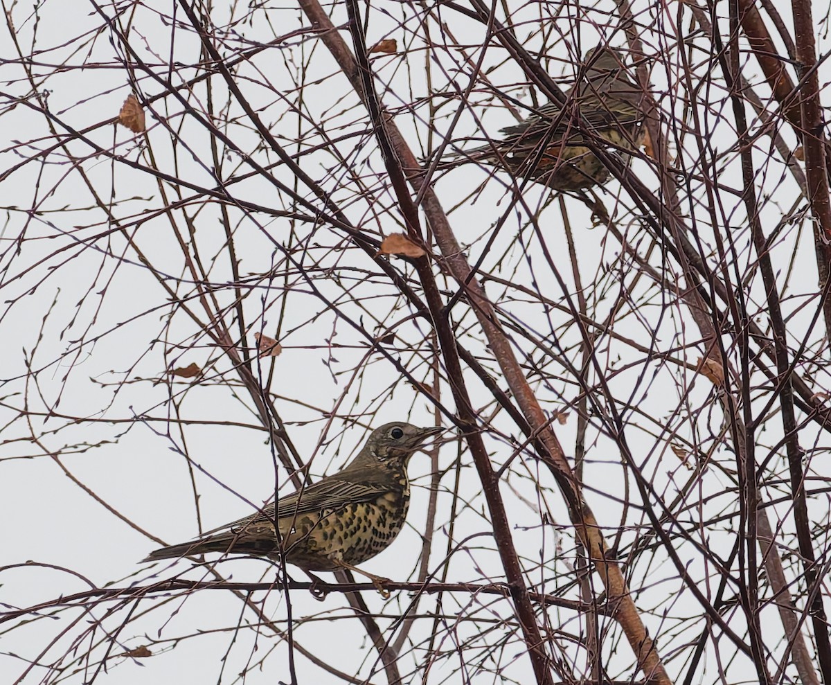 槲鶇 - ML645059556