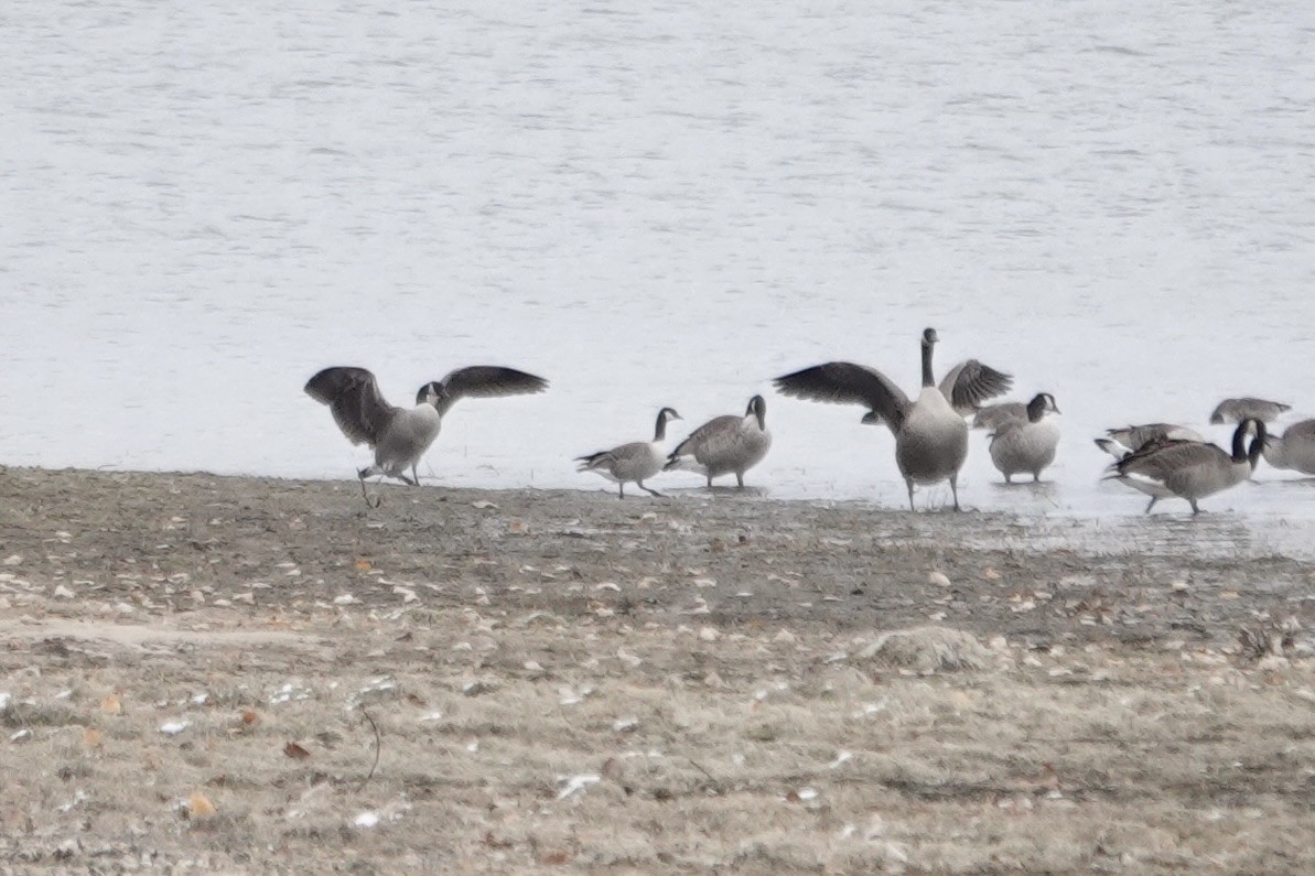 Cackling Goose - ML645059561