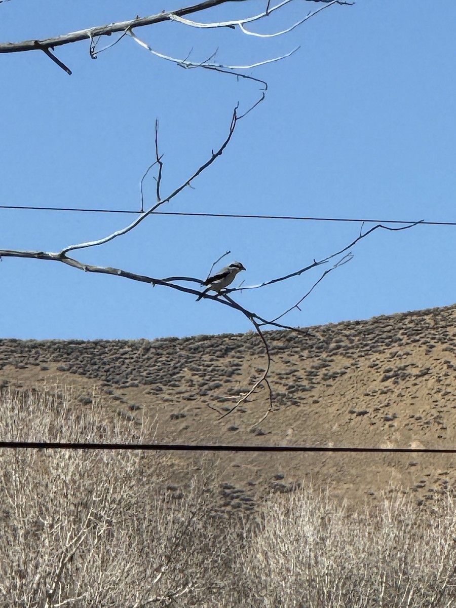 Loggerhead Shrike - ML645059563
