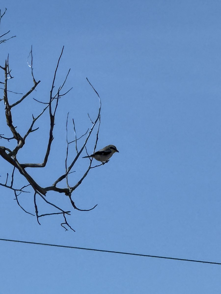 Loggerhead Shrike - ML645059564
