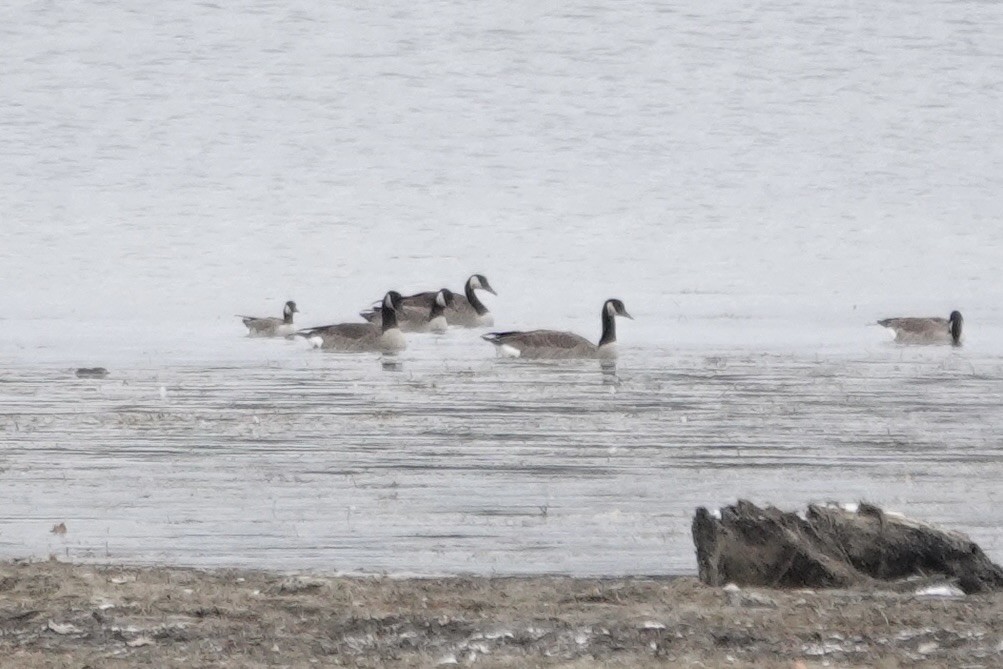 Cackling Goose - ML645059565