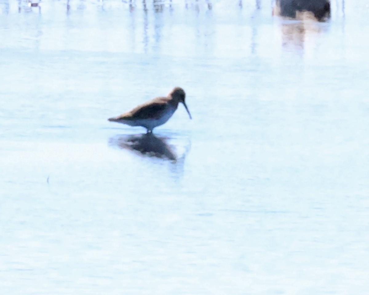 Dunlin - ML645059600