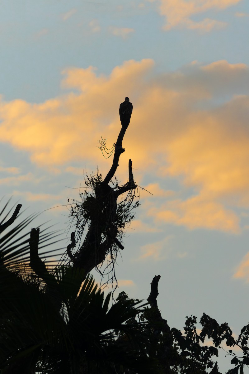White-bellied Sea-Eagle - ML645059608