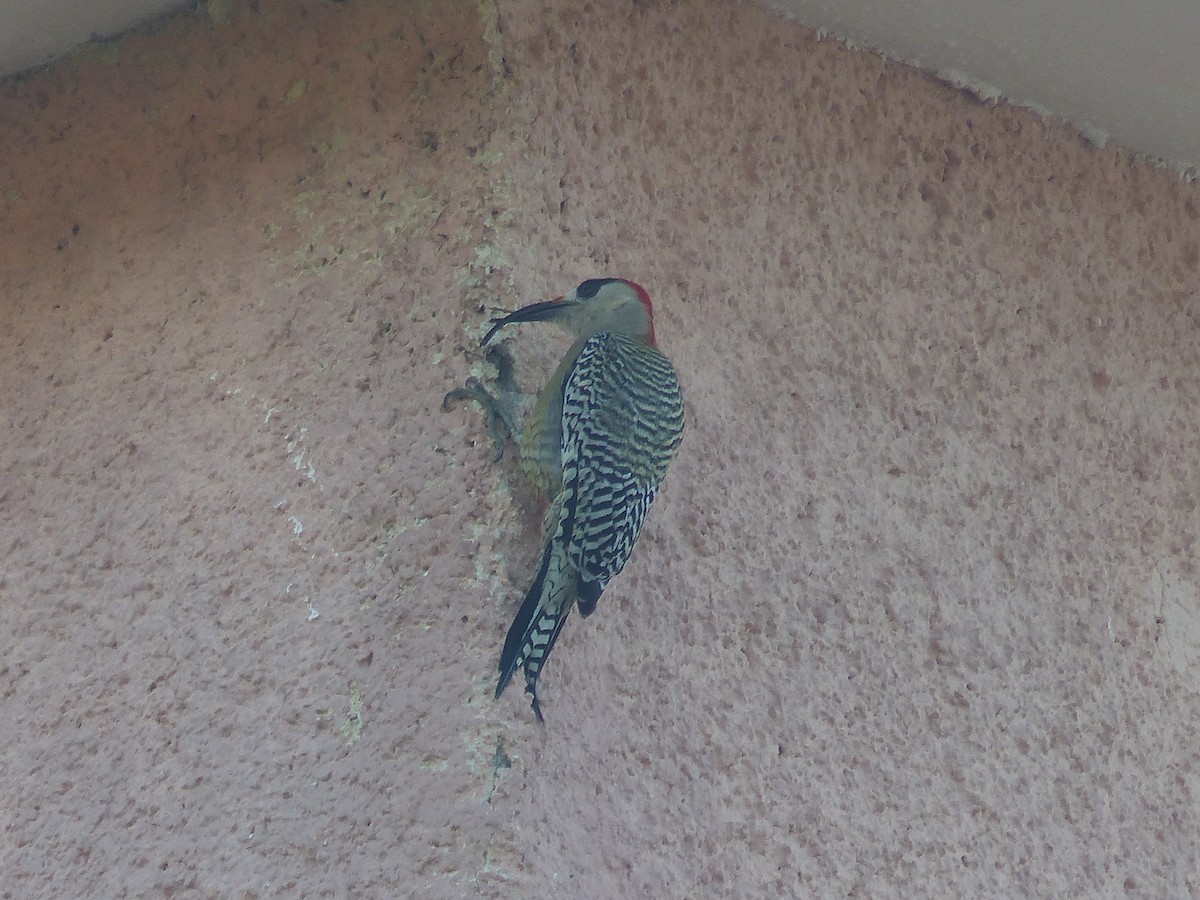 Carpintero Antillano - ML645059628