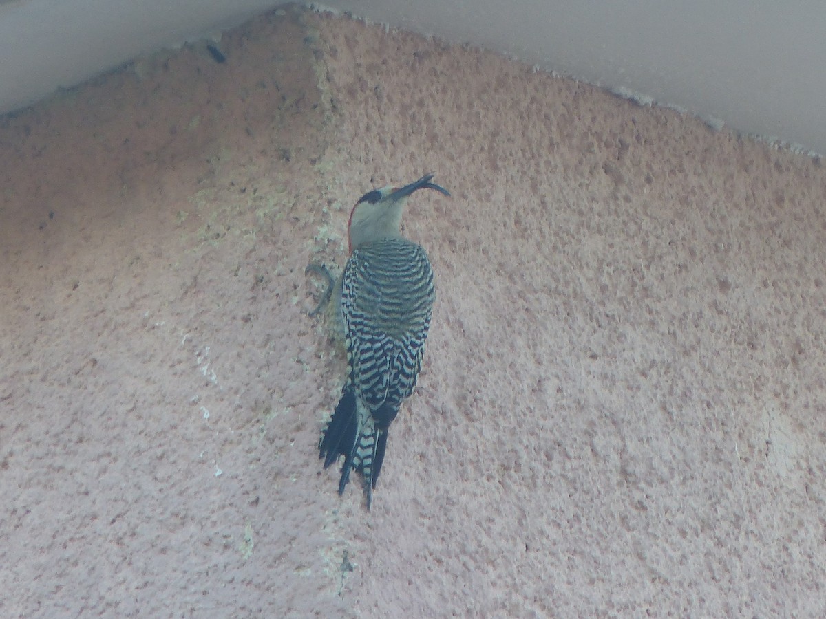 Carpintero Antillano - ML645059629