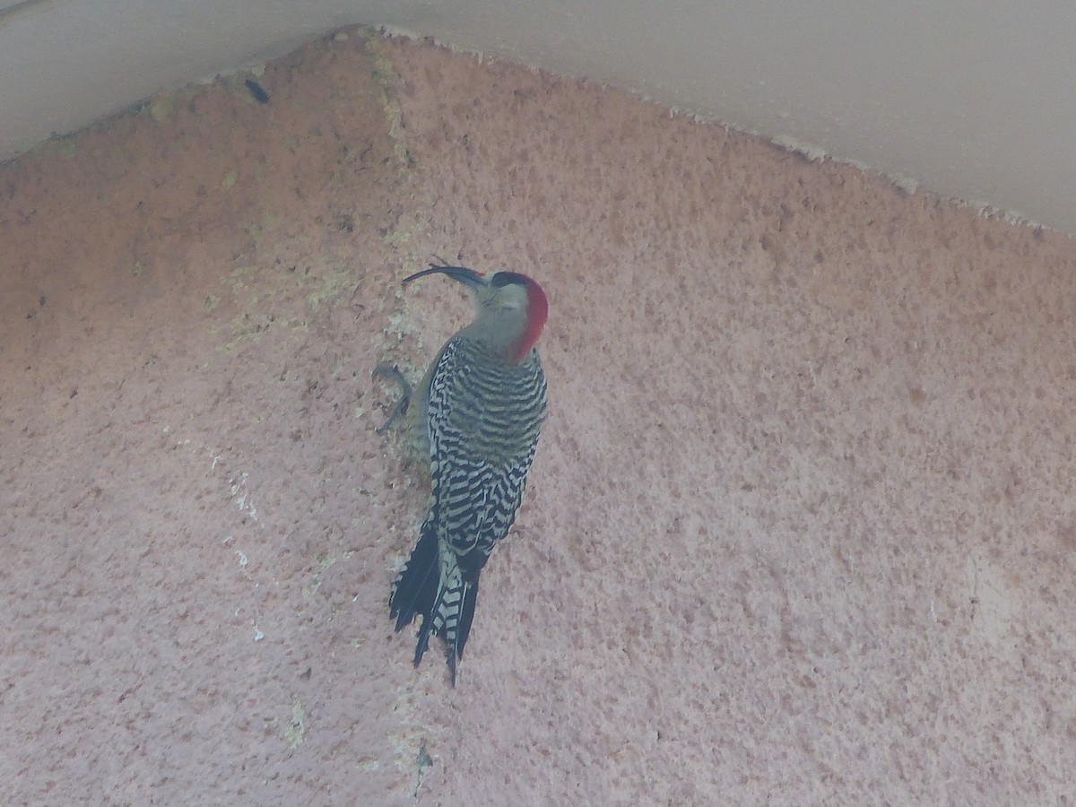 Carpintero Antillano - ML645059630