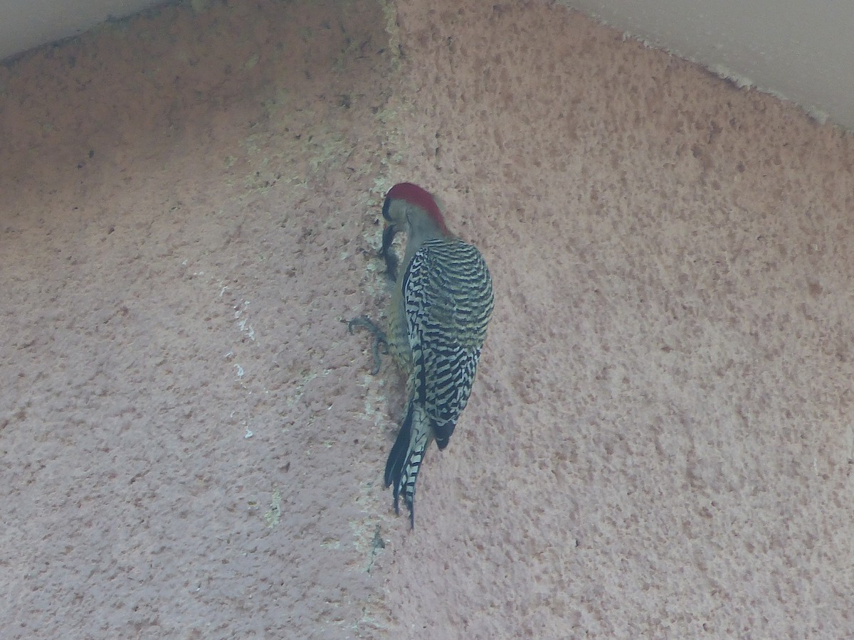 Carpintero Antillano - ML645059631