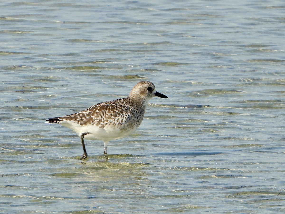 Black-bellied Plover - ML645059636