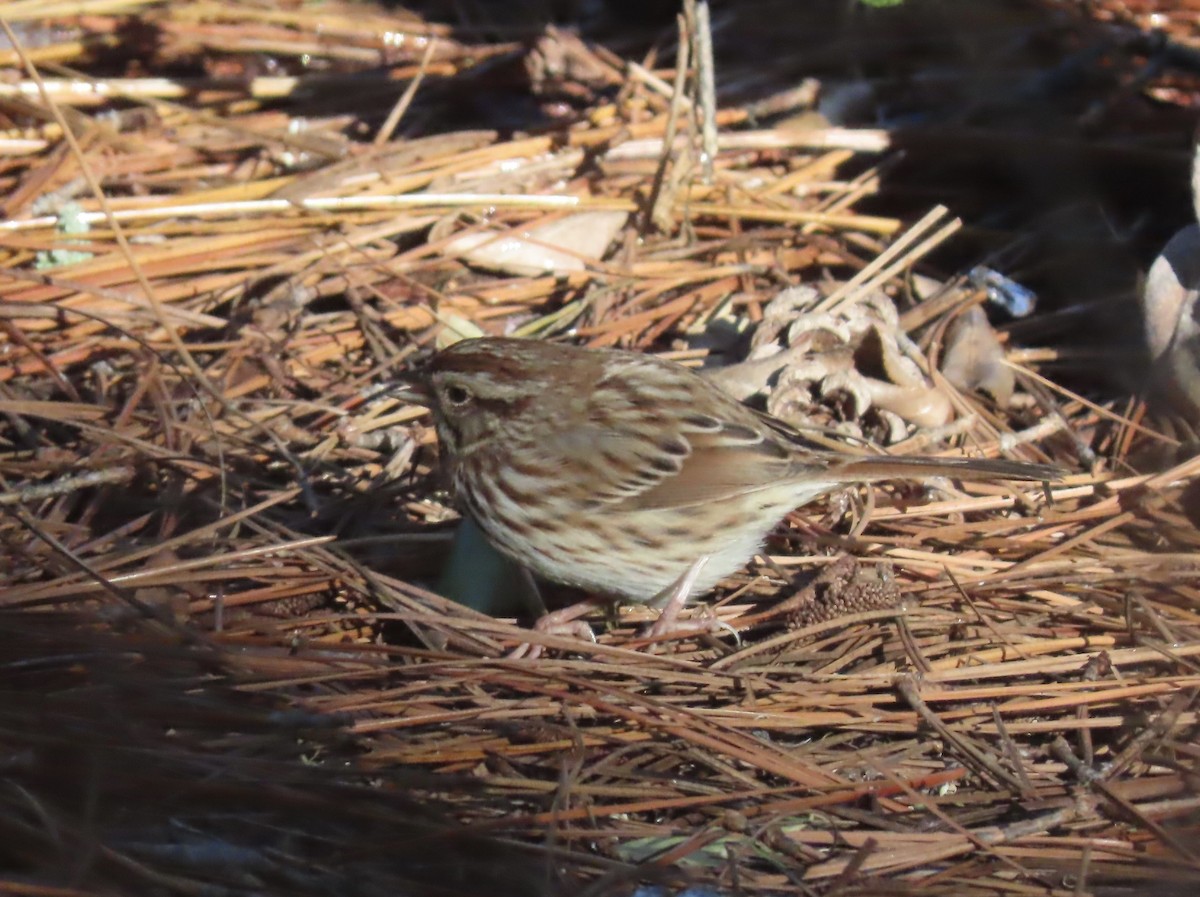 Song Sparrow - ML645059653