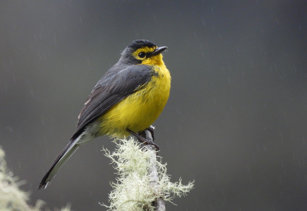 Spectacled Redstart - ML645059665