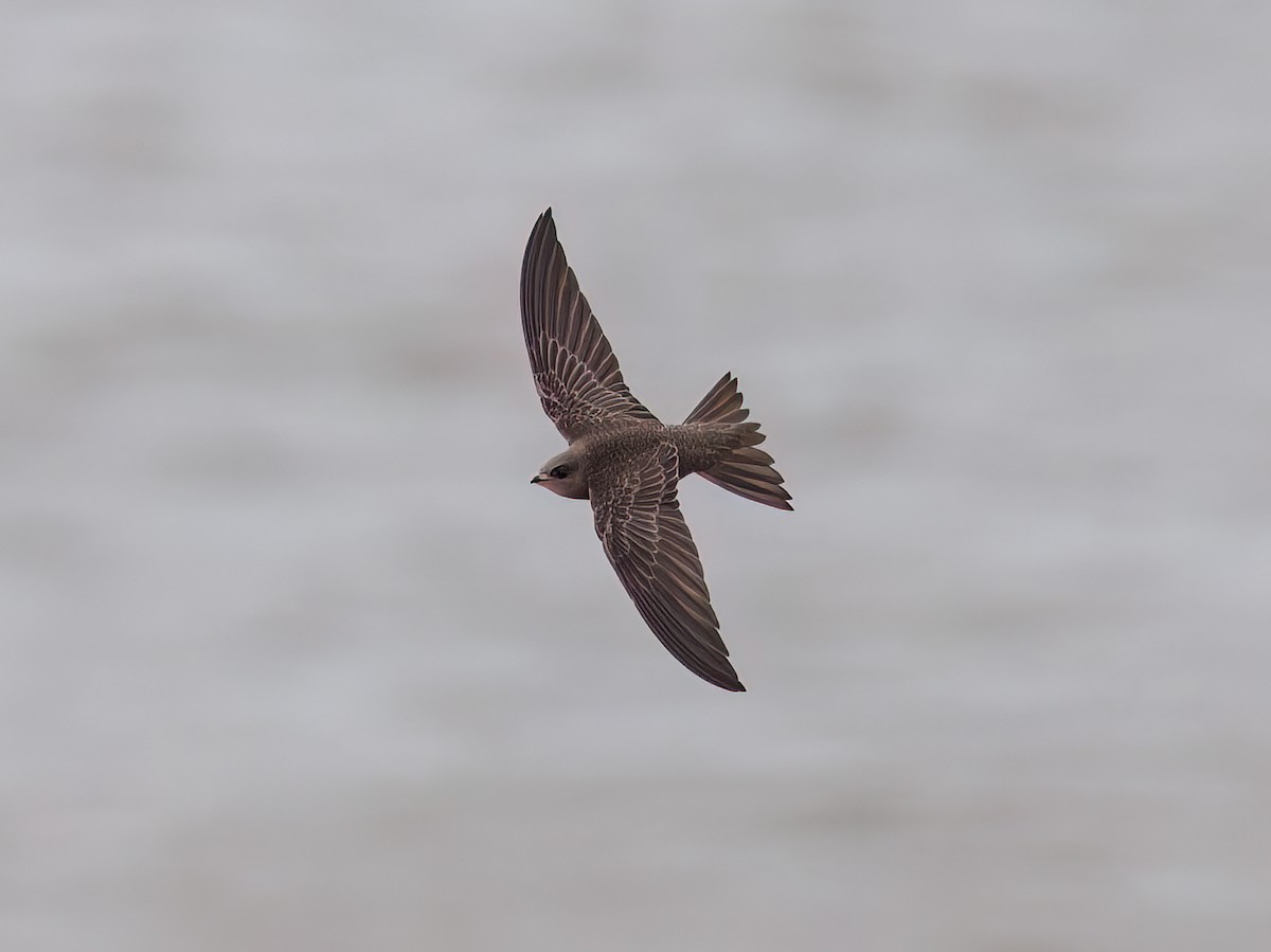 rorýs šedohnědý - ML645059670