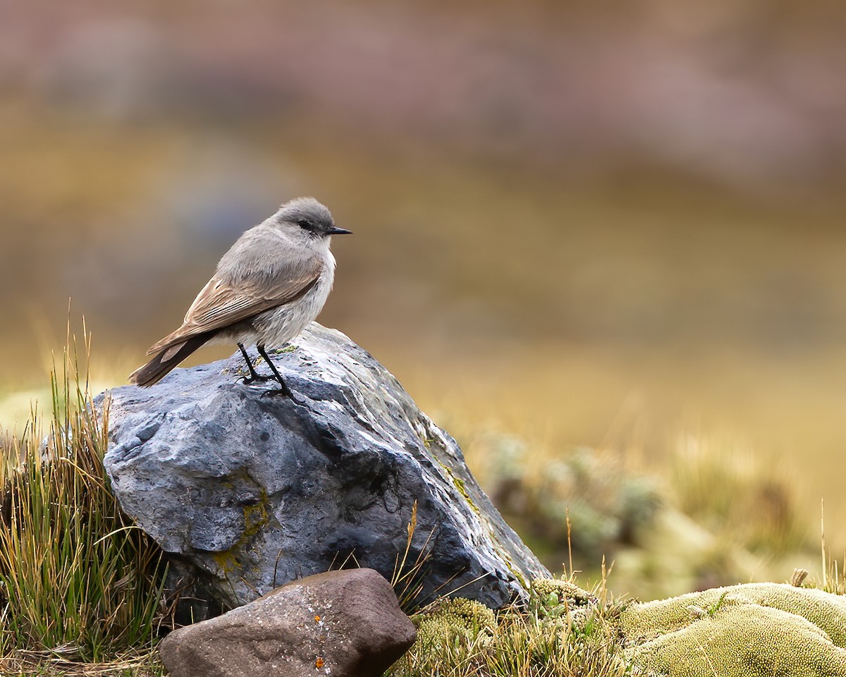 Cinereous Ground-Tyrant - ML645059682