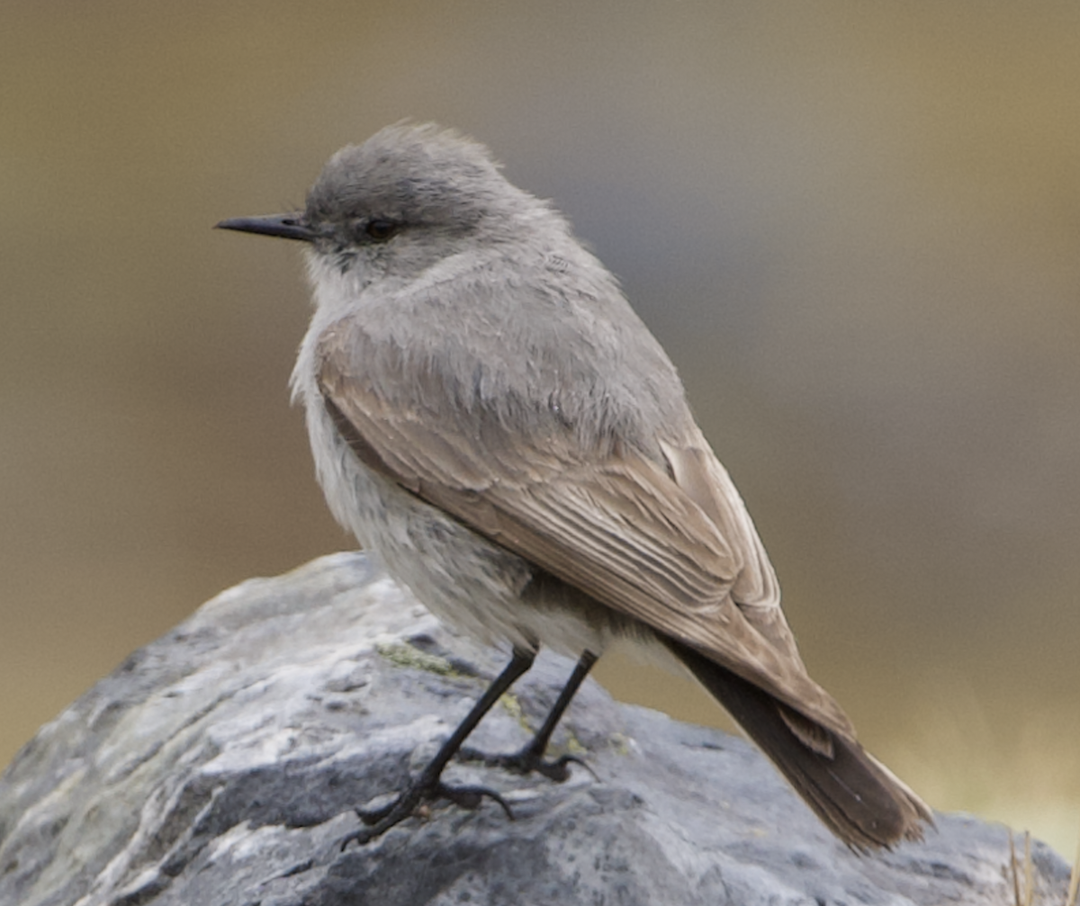 Cinereous Ground-Tyrant - ML645059683