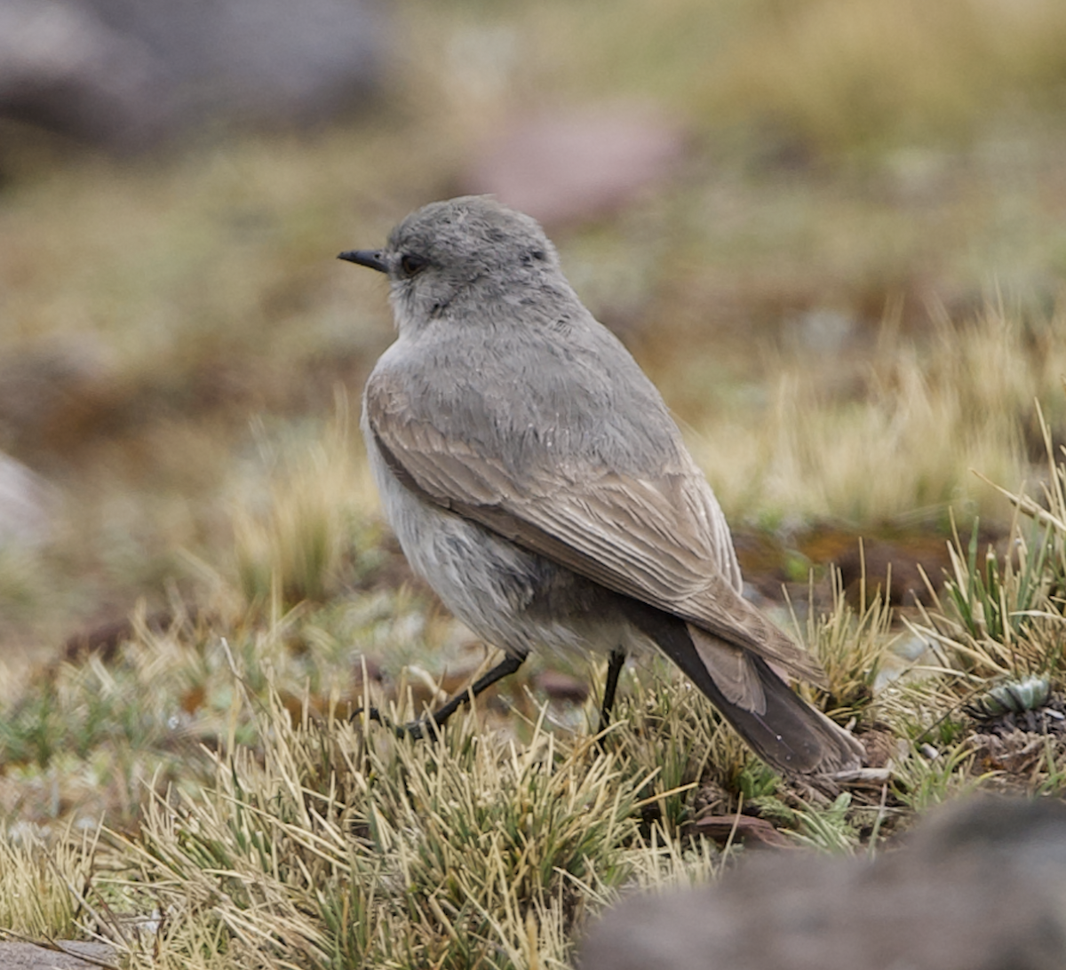 Cinereous Ground-Tyrant - ML645059684