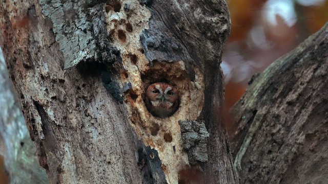 Doğulu Puhucuk - ML645059686