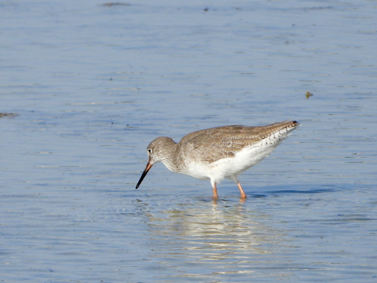 Common Redshank - ML645059698