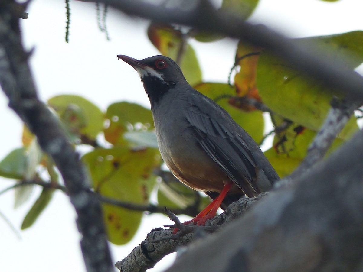 Western Red-legged Thrush - ML645059738