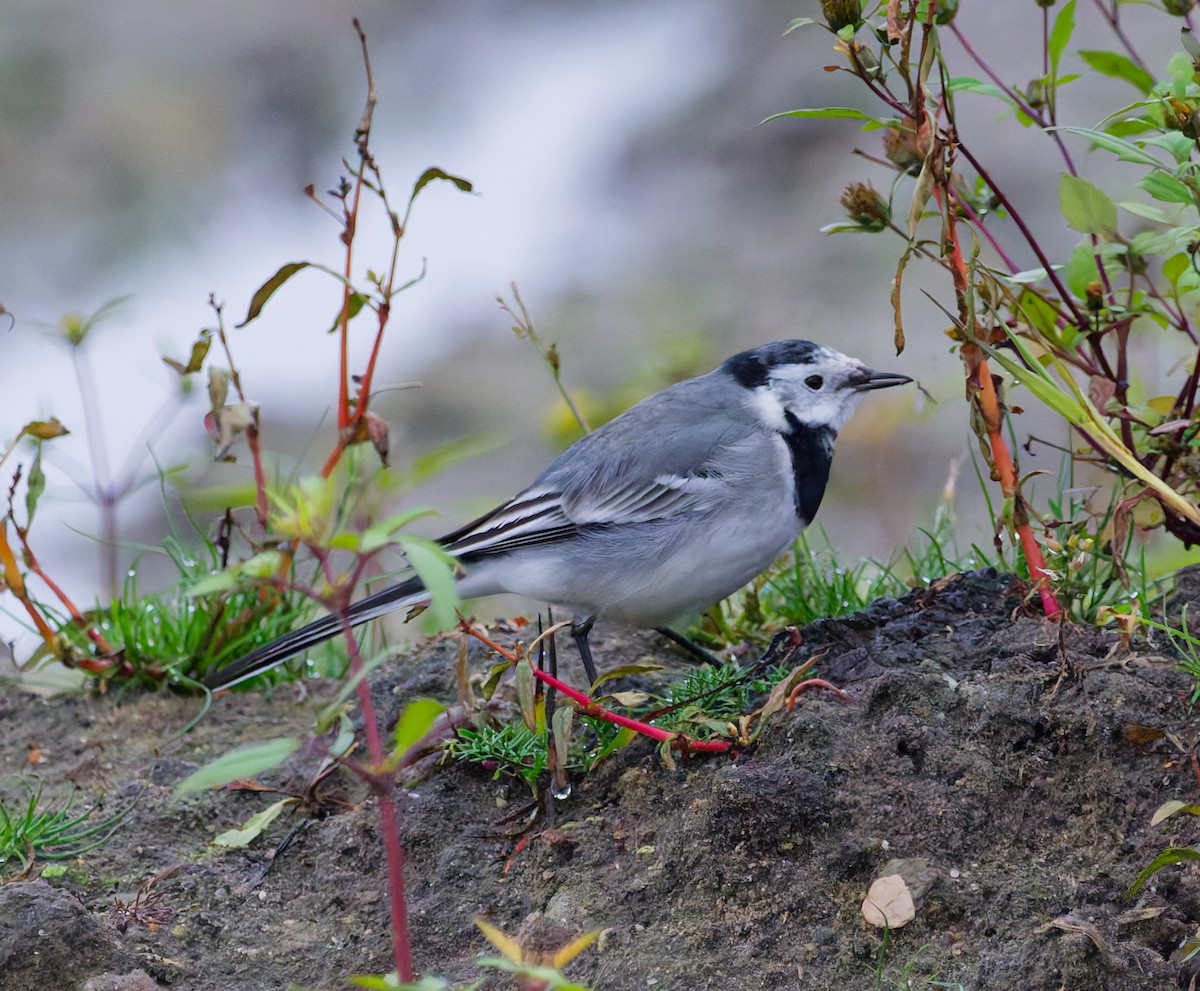 Bergeronnette grise - ML645059759