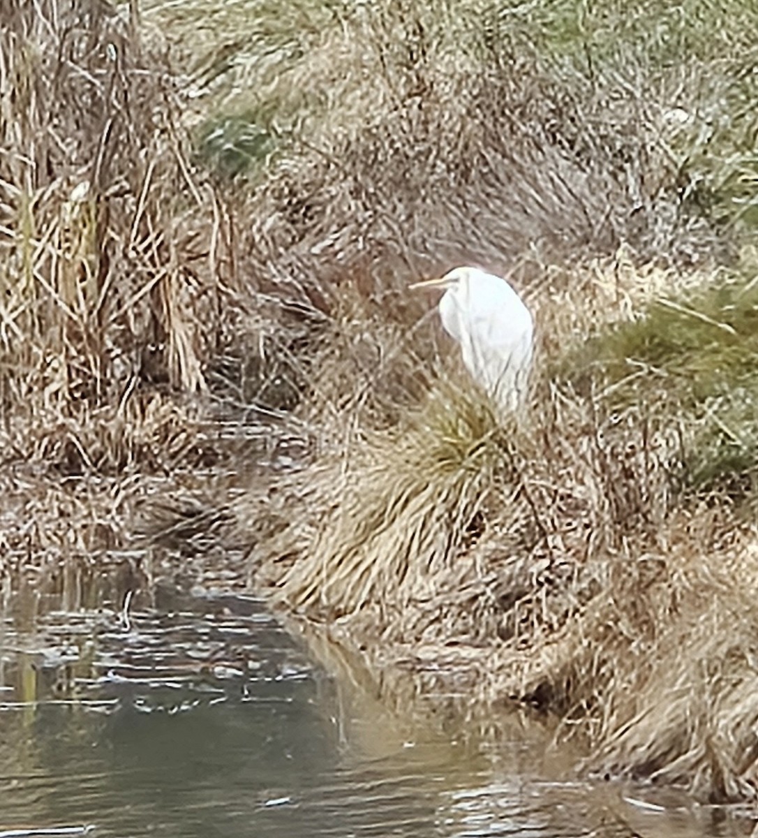 volavka bílá - ML645059776