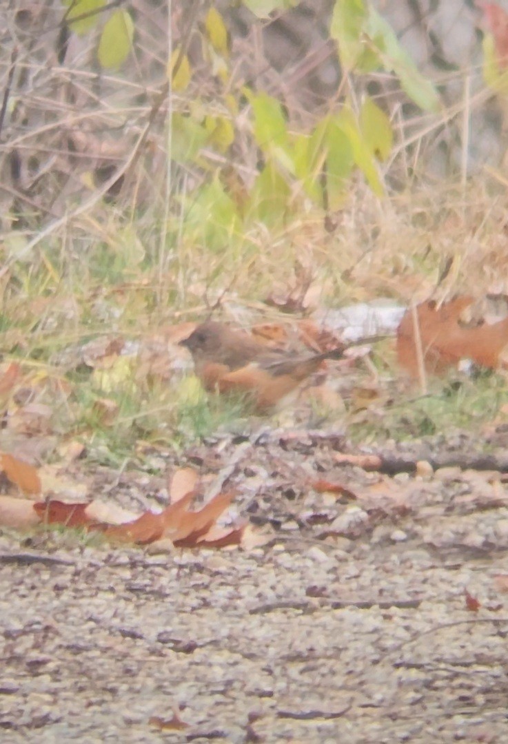 pipilo rudooký - ML645059794