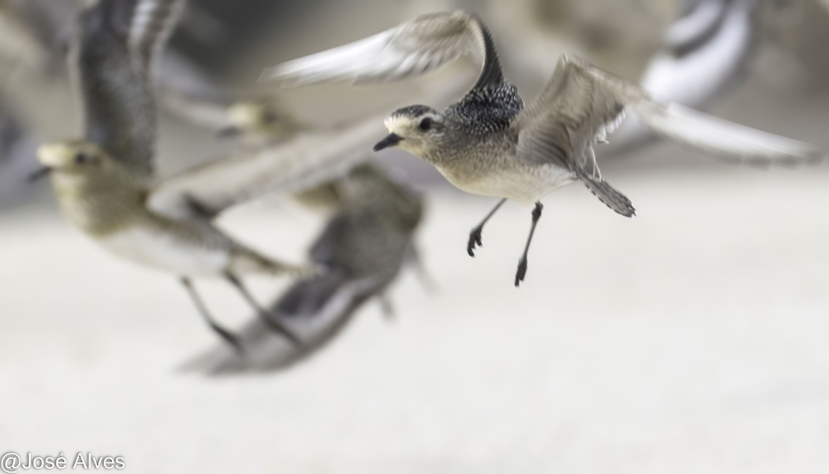 American Golden-Plover - ML645059829