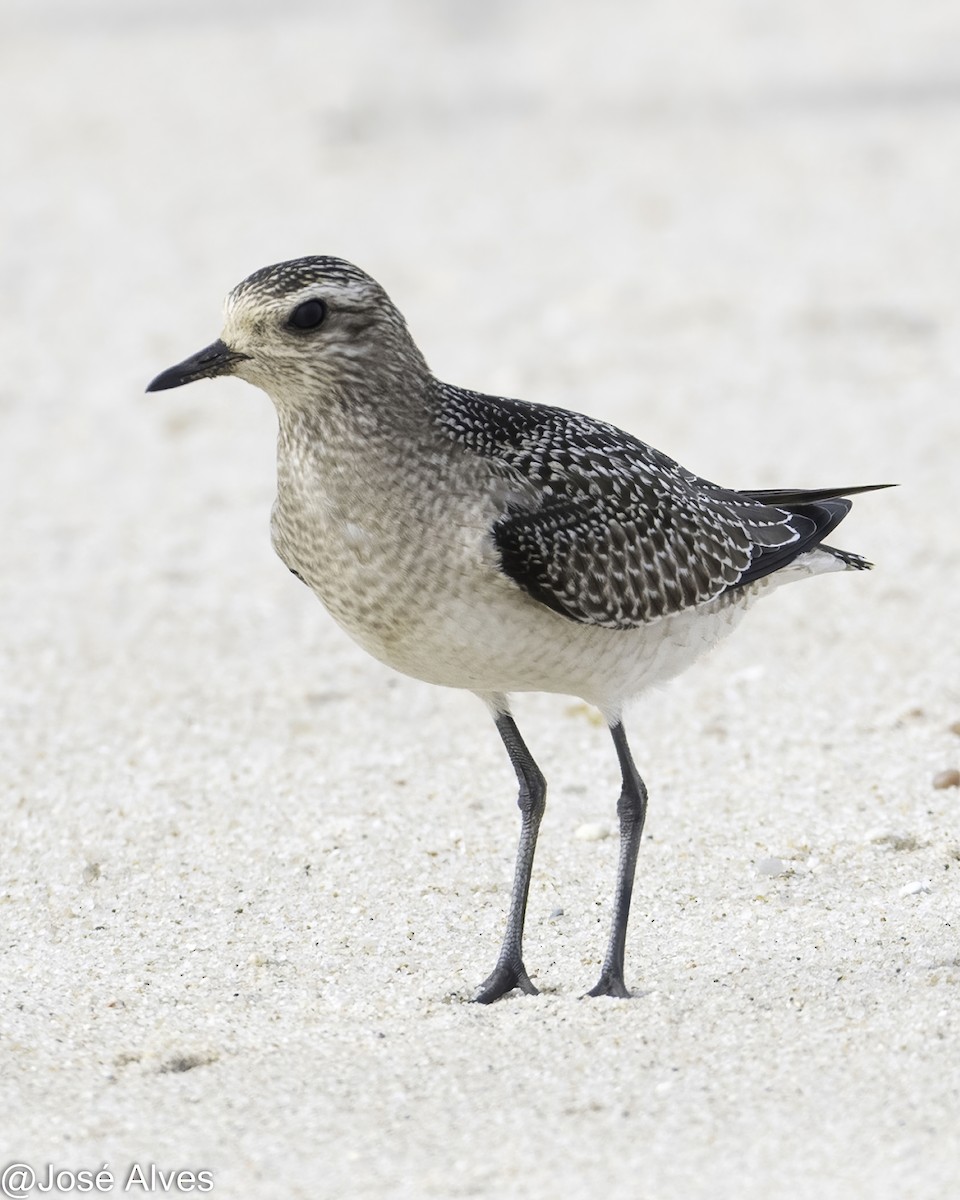 American Golden-Plover - ML645059830
