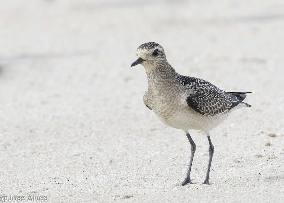 American Golden-Plover - ML645059831
