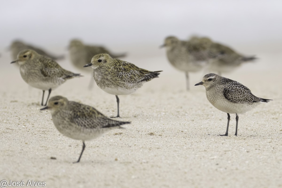 American Golden-Plover - ML645059832