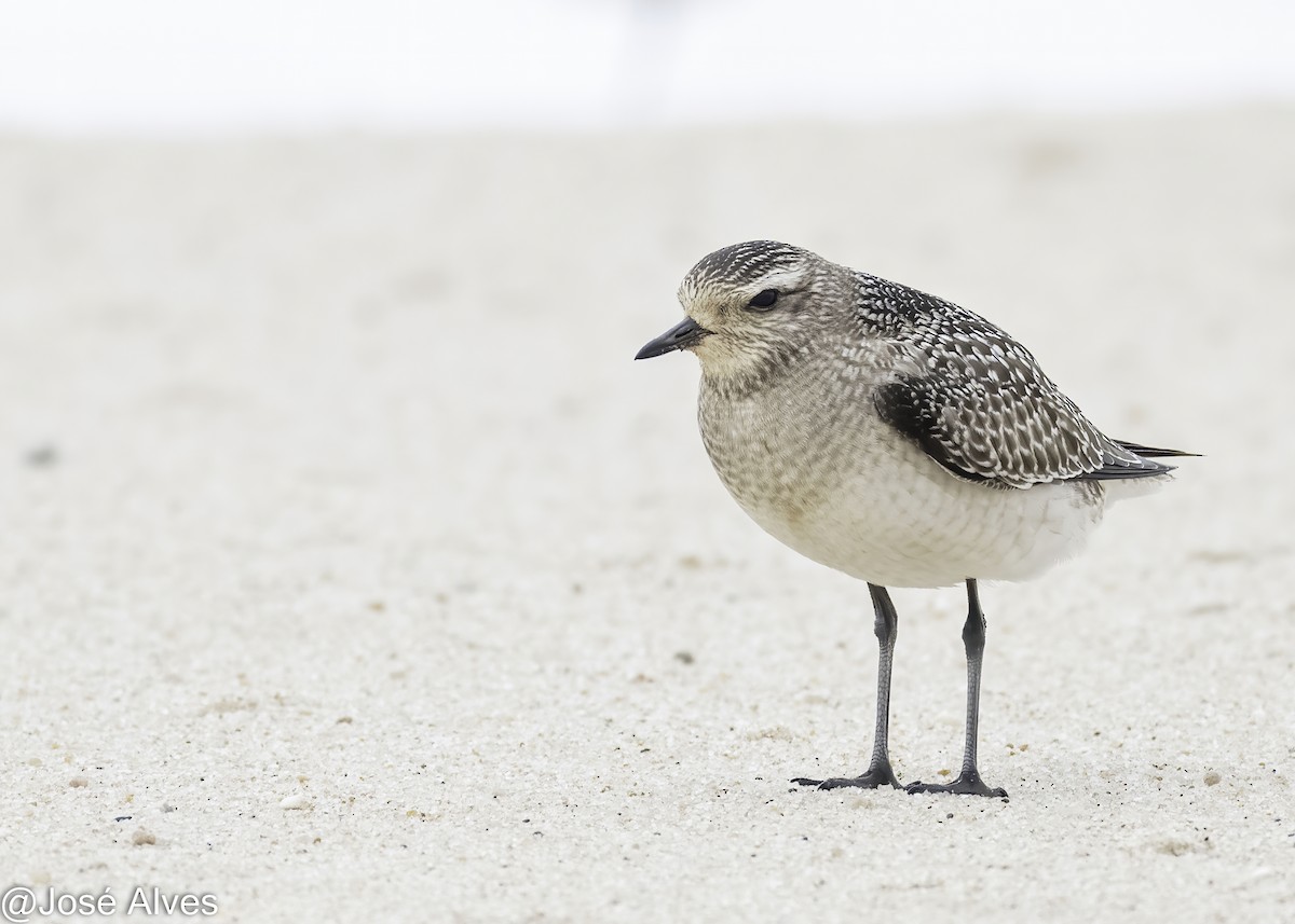 American Golden-Plover - ML645059833